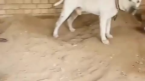 Dog video funny dog