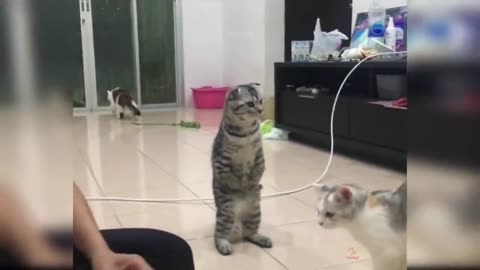 Baby Cats Cute and Funny Cat Videos Compilation #9 Aww Animals