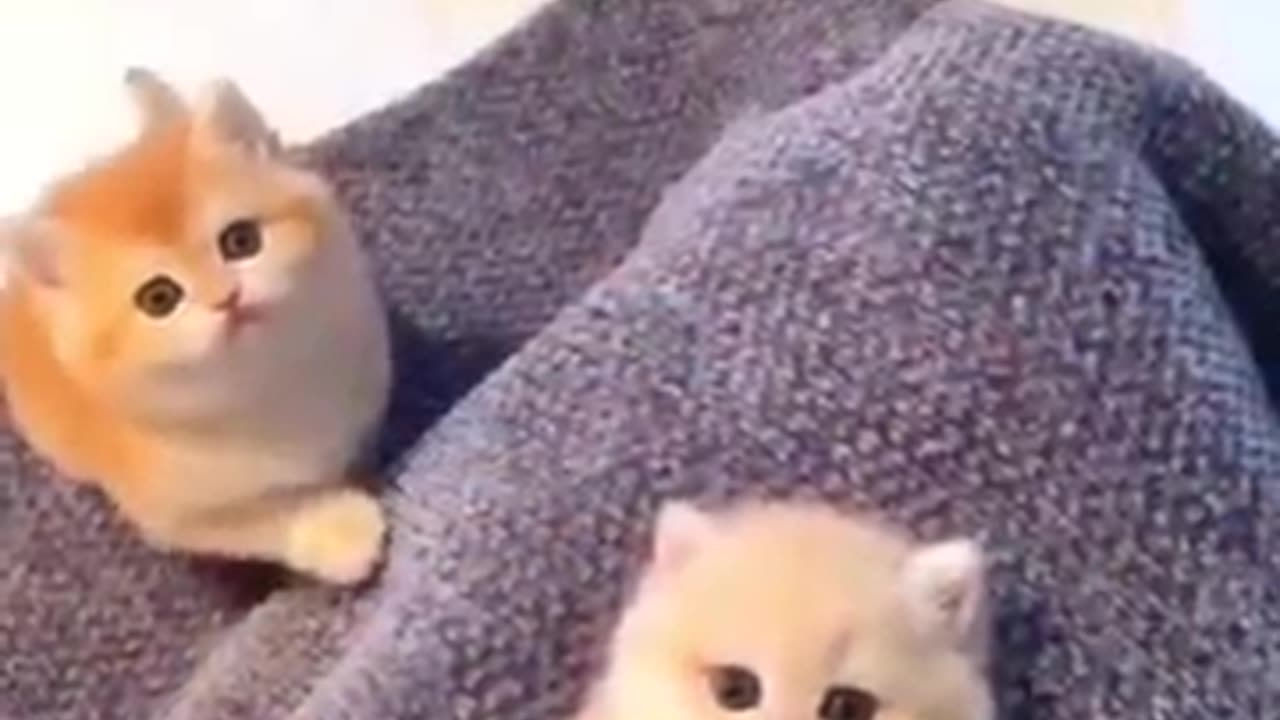 Cute kittens