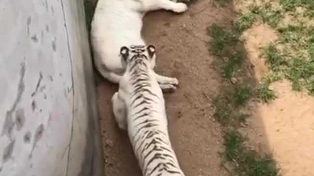 White Tiger Biggest Funny Fight