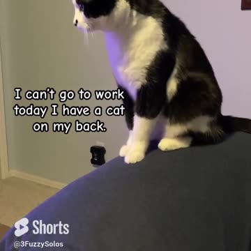 Can’t go to work today I have a cat on my back. #CatShorts #ExcusesToMissWork
