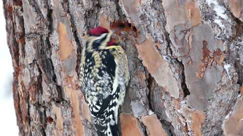 just awesome . Tree pecking. High accuracy