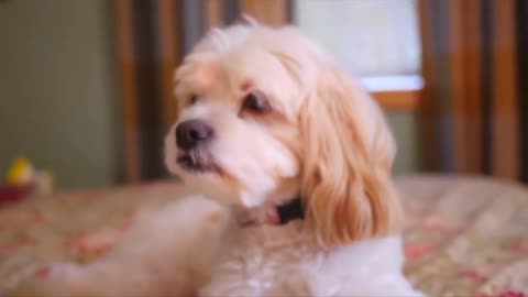 Dog Fan Of Tennis Balls Gets To Chase Them To His Heart's Content