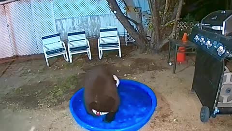 Bear Family Has Backyard Fun