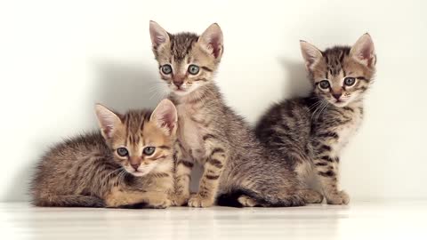 Kittens Against White Background