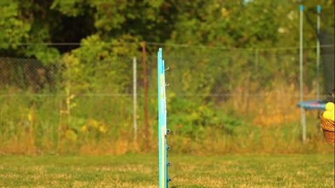 The Dog Jumping over the hurdle.