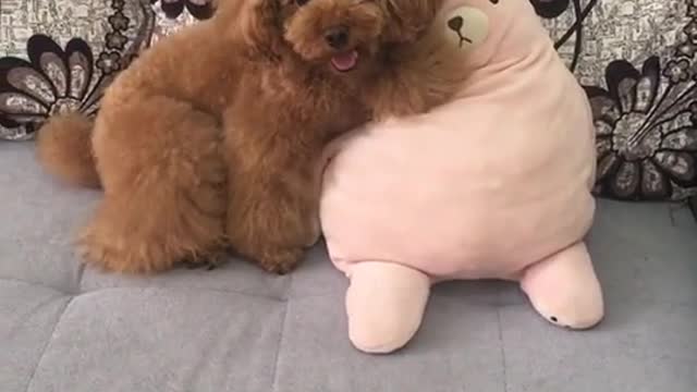 Cute puppy playing everyday