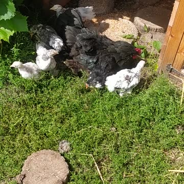 Adorable chickens with their mother
