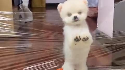 Lovely and funny animals Lovely dog videos 18 in 2021