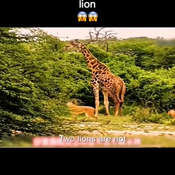 Giraffe vs Lions Part 1 see full video in this channel #animalrescue ctto