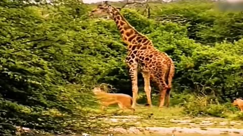 Giraffe vs Lions Part 1 see full video in this channel #animalrescue ctto