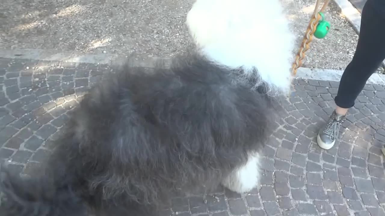 BobTail Sheep Dog - Old English Sheepdog Race # Video