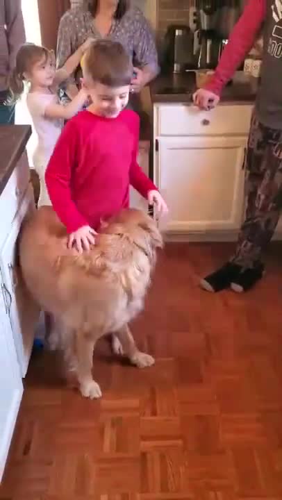 Funny dogss and baby 2021