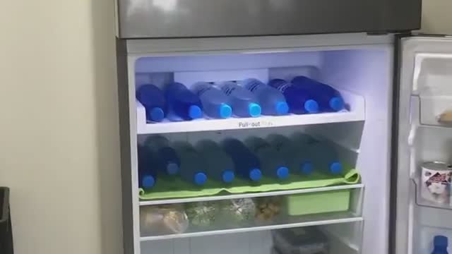 Doggy Cools off in Comfy Fridge