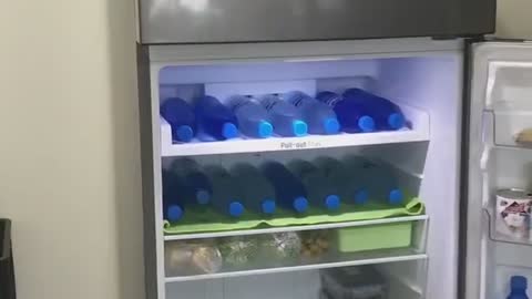 Doggy Cools off in Comfy Fridge