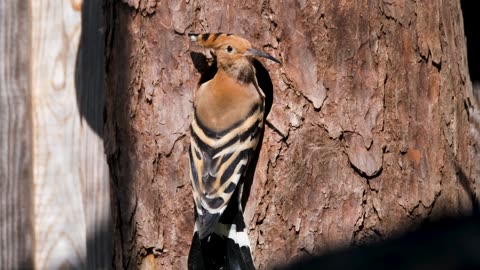 Woodpecker