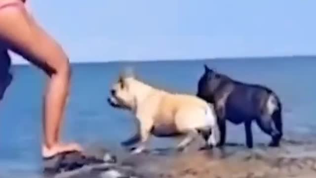 Which fun pet moment do you prefer