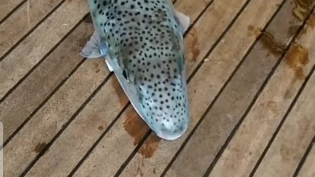 A fish eat a can of soda