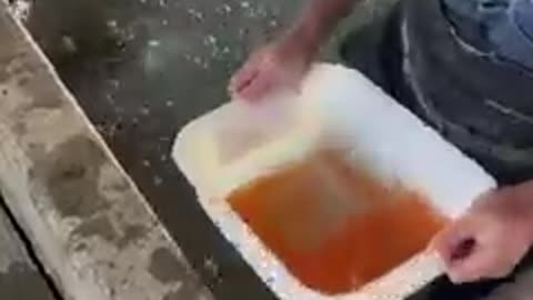 How fish eggs are captured and fertilized