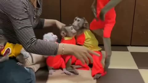 Funny and cute and comedy