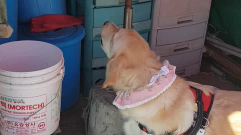 A large dog met a cat (Golden Retriever)