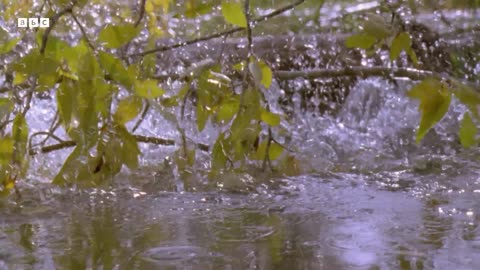 Busy Beavers Build Dam Ahead of Winter | Yellowstone | BBC Earth