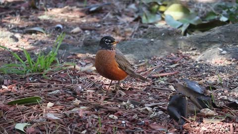 Most Beautiful Birds in Nature 38