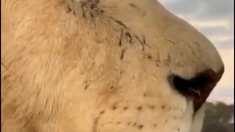 Barbary lion🦁 close up captured with lion sound