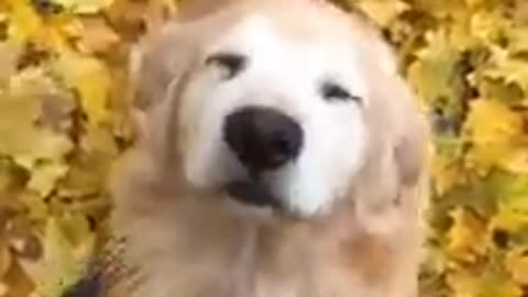 HAPPY DOG - TIKTOK