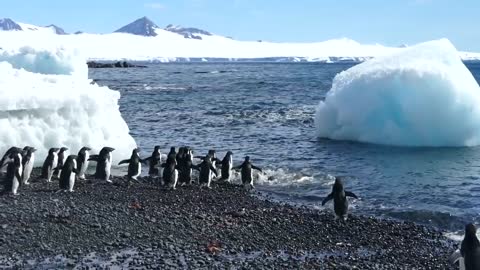 PENGUIN BEACH PARTY!!! (Antarctica Style)