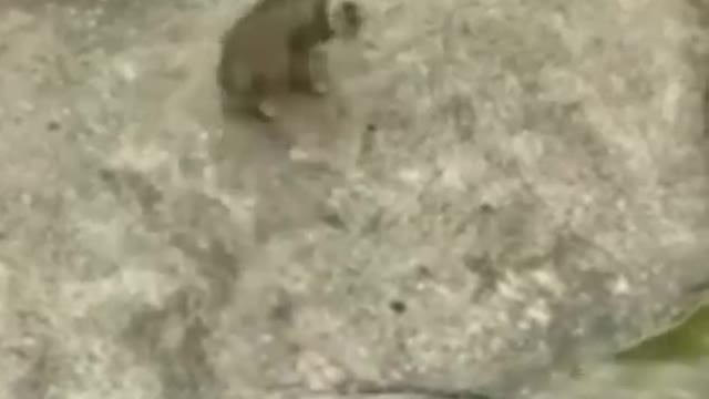 funny cat videos 😂_funny video _ #funny