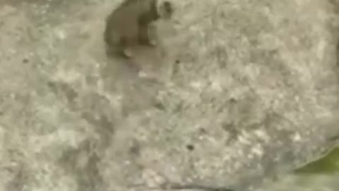 funny cat videos 😂_funny video _ #funny