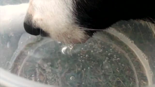 Dog Drinking Water - Slow Motion