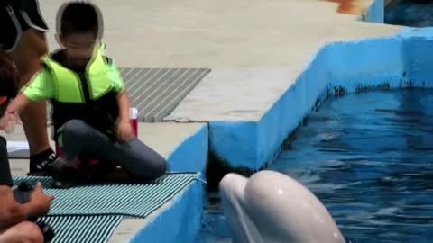 Beluga Whales kisses the Kids _ Beluga Whales and Kids