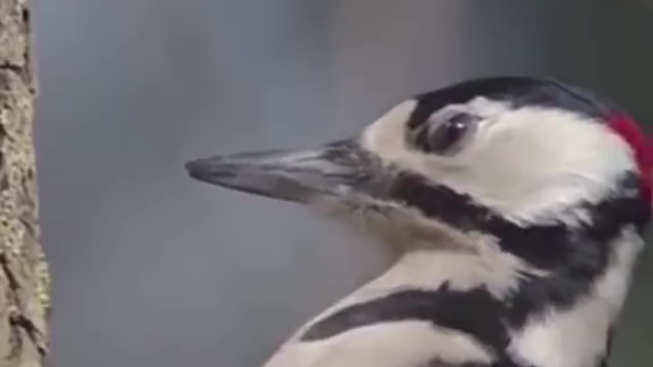 How does a woodpecker cut a tree with its beak?