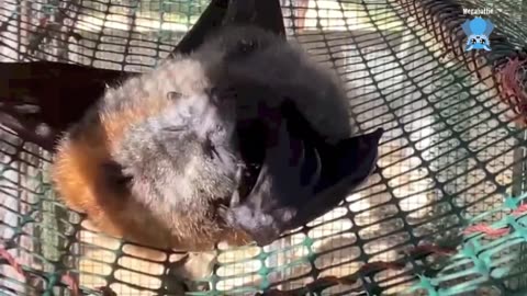 Pregnant flying-fox in care; this is Aeolia on day 2