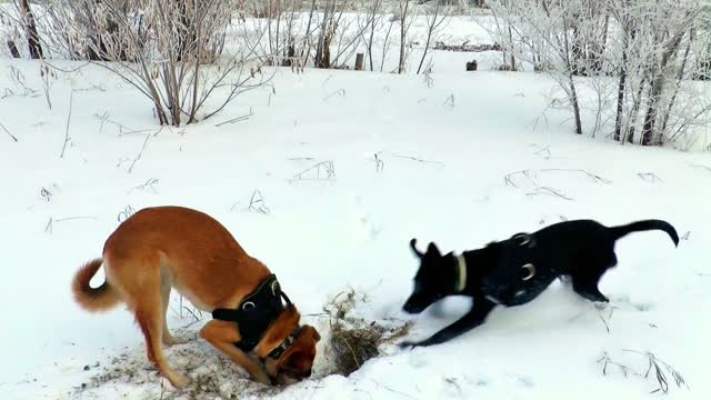 A puppy selling his land the next day of snow