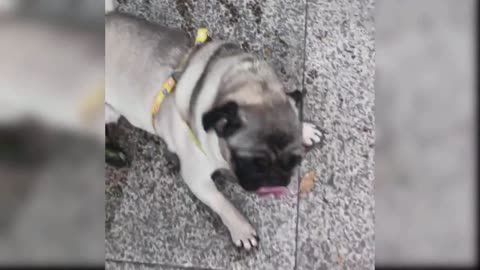 Baby Dogs - Cute and Funny Dog Videos