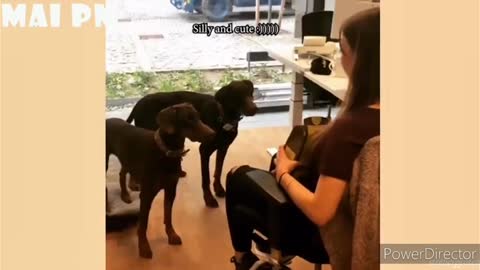 Dog funny video compilation