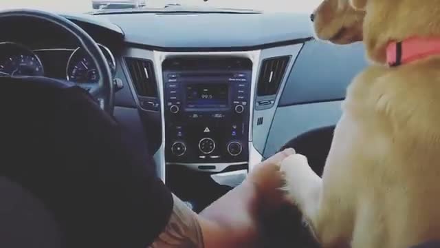 Everybody deserves a dog like this.
