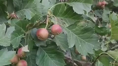 The hawthorn on the tree is almost ripe