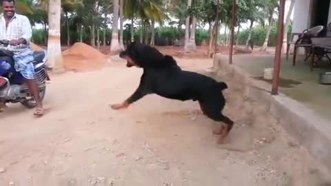Dog attack video😳😲