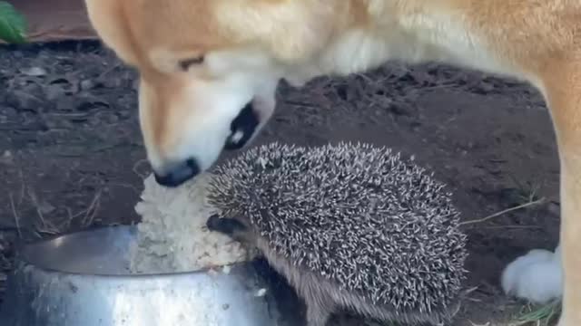 hedgehog visiting his friend