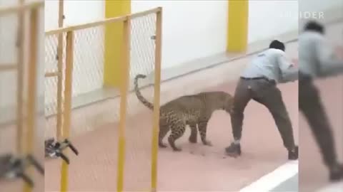 Leopard Attacked a school in India. Very Dungarees video.