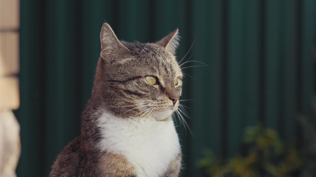 Cat SHOWS OFF “Trapeze Skills” To Impressed Dog