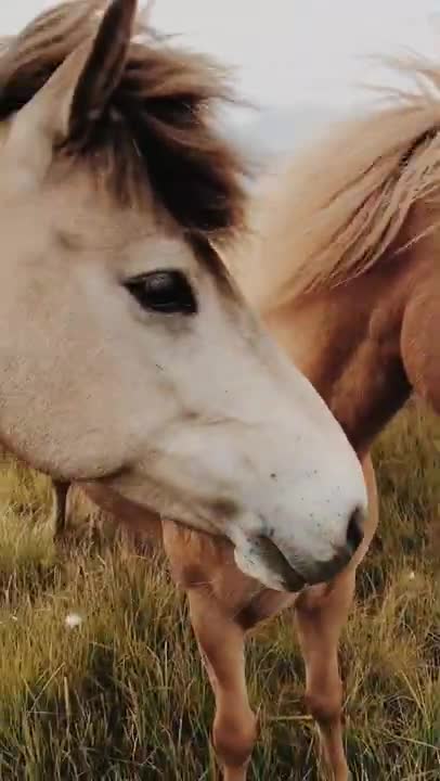 A Video of Grazing Horses