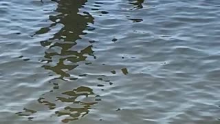 Puggle Mesmerized by Ducks at the Shore