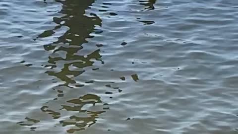 Puggle Mesmerized by Ducks at the Shore