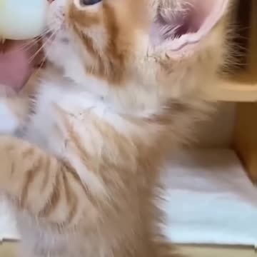 Cats & More Cats: The Ultimate Feline Shenanigans! 😹🐾