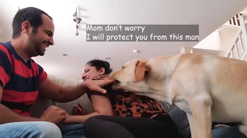 Dog video